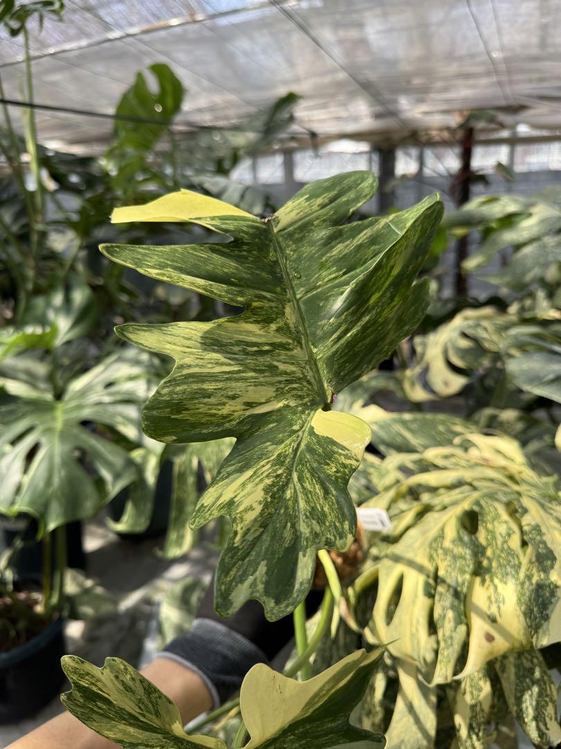 フィロデンドロン　キティナ　(フロリダビューティー　x マヨイ)