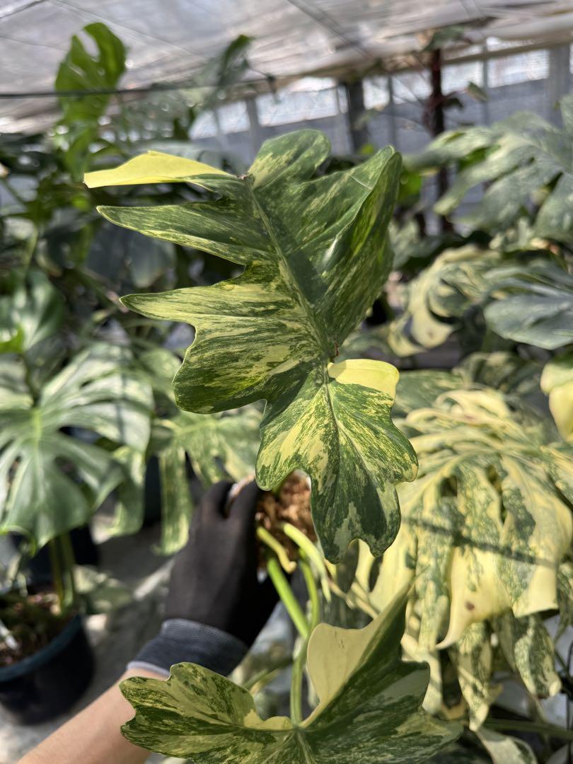 フィロデンドロン　キティナ　(フロリダビューティー　x マヨイ)