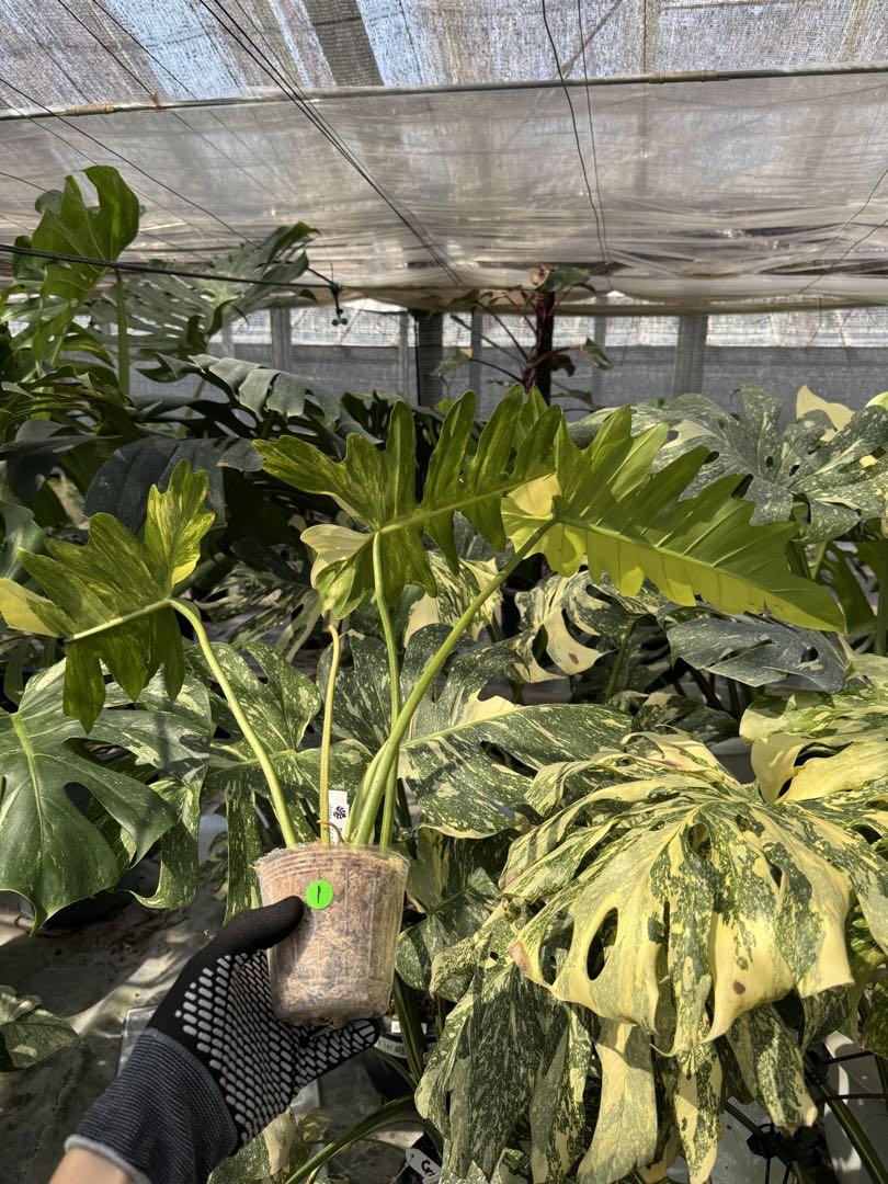 フィロデンドロン　キティナ　(フロリダビューティー　x マヨイ)