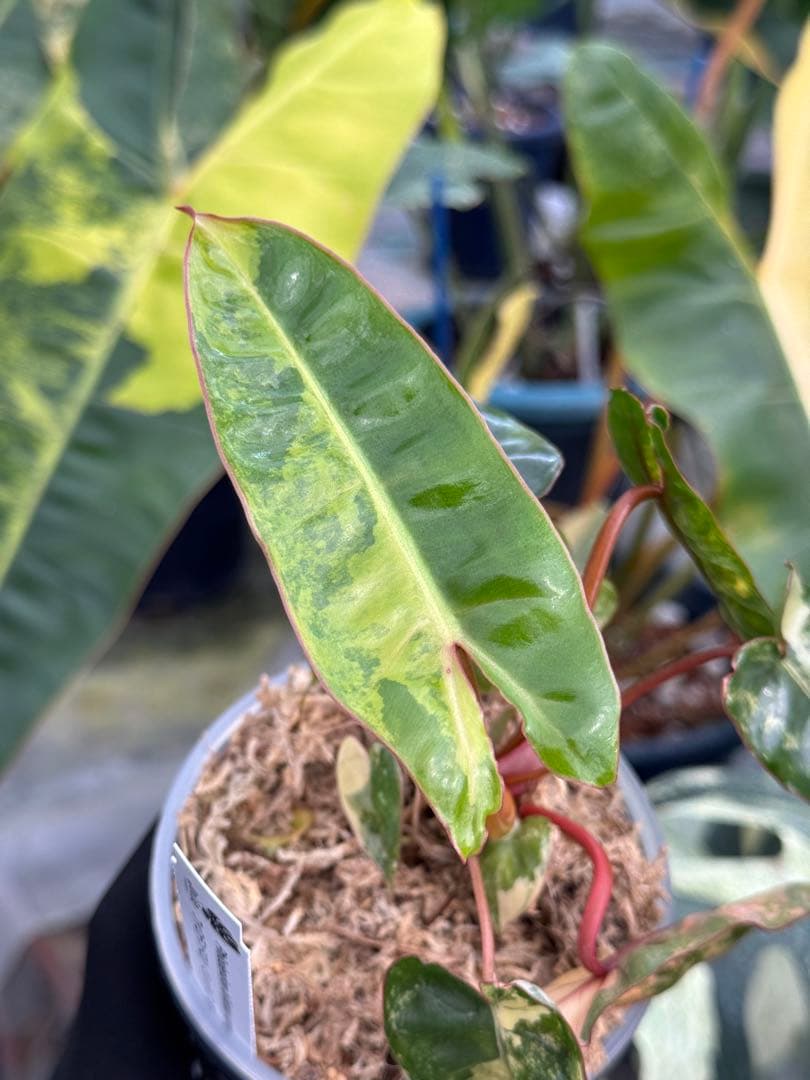 フィロデンドロン ビレッティア 斑入り 組織培養苗 順化済 – JolieNursery