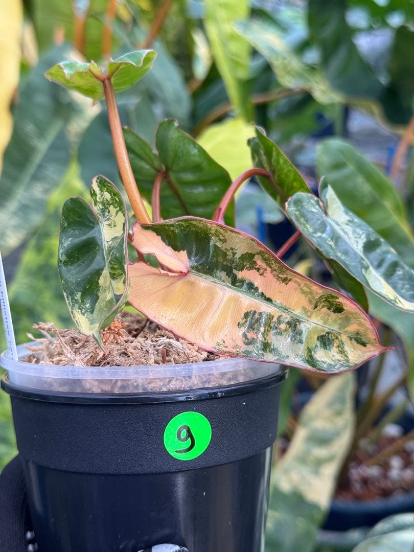 フィロデンドロン ビレッティア 斑入り 組織培養苗 順化済 – JolieNursery