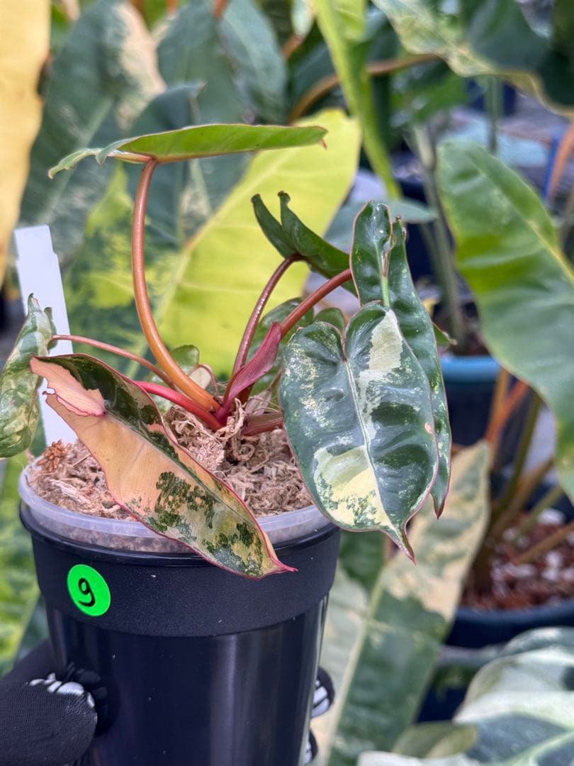 フィロデンドロン ビレッティア 斑入り 組織培養苗 順化済 – JolieNursery