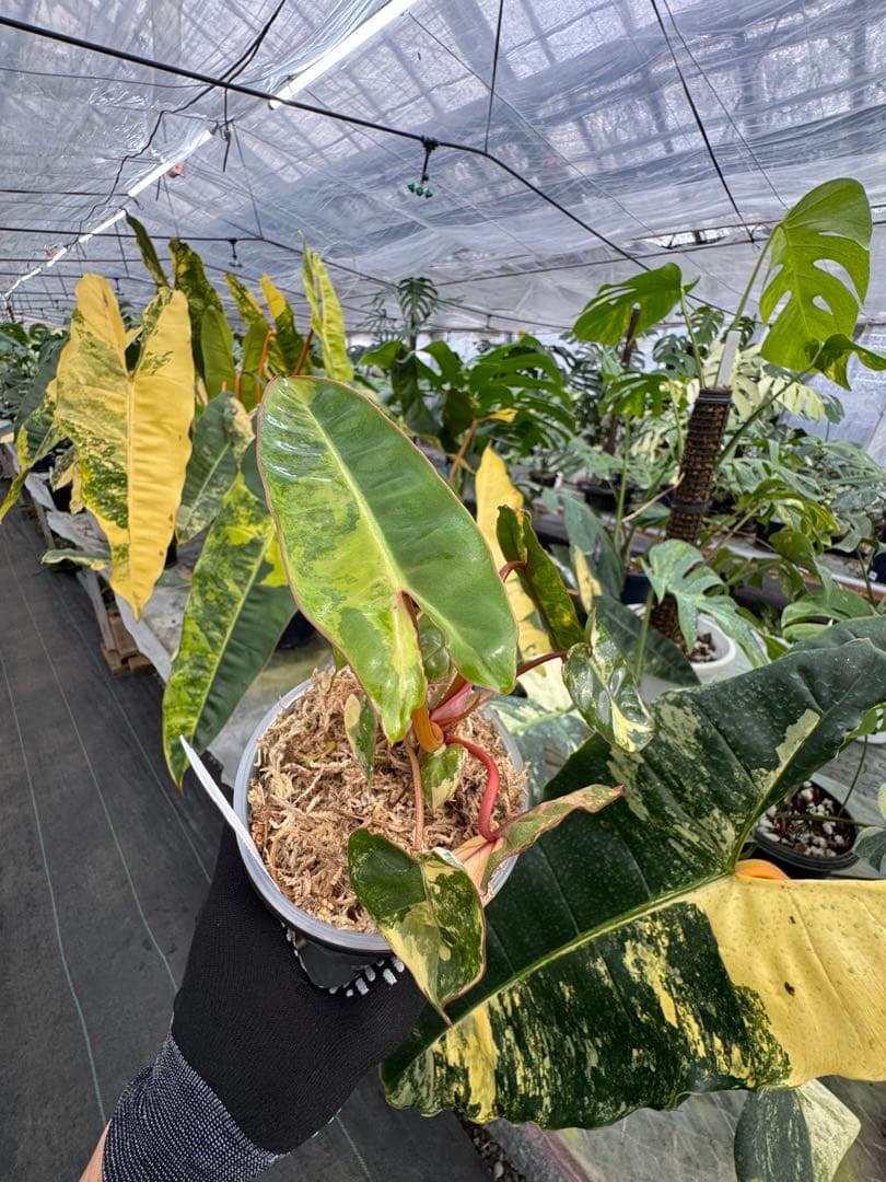 フィロデンドロン ビレッティア 斑入り 組織培養苗 順化済 – JolieNursery