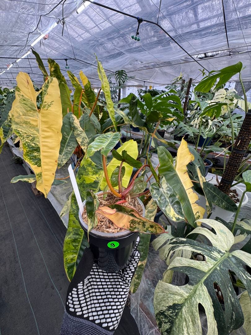 6フィロデンドロン　ビレッティア　斑入り フィロデンドロン ビレッティア 斑入り 組織培養苗 順化済 – JolieNursery