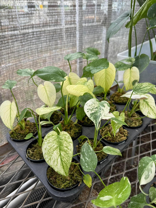 モンステラ デリシオーサ ホワイトモンスター 天津蘭 斑入り 3号 希少種