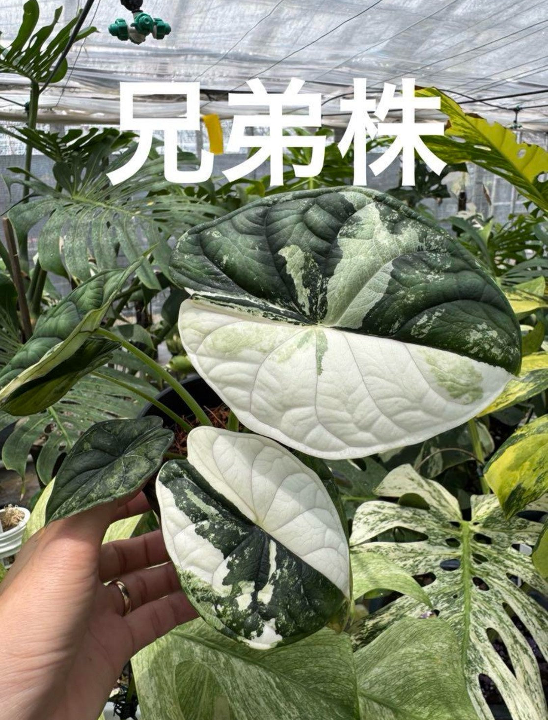 アロカシア ドラゴンスケール アルボ 2号 白斑入り【龍鱗のような葉に映える美しい斑】