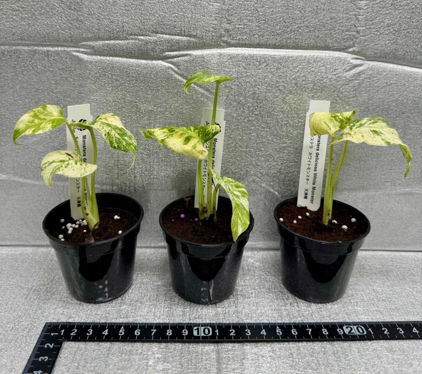 モンステラ デリシオーサ ホワイトモンスター 天津蘭 斑入り 2号