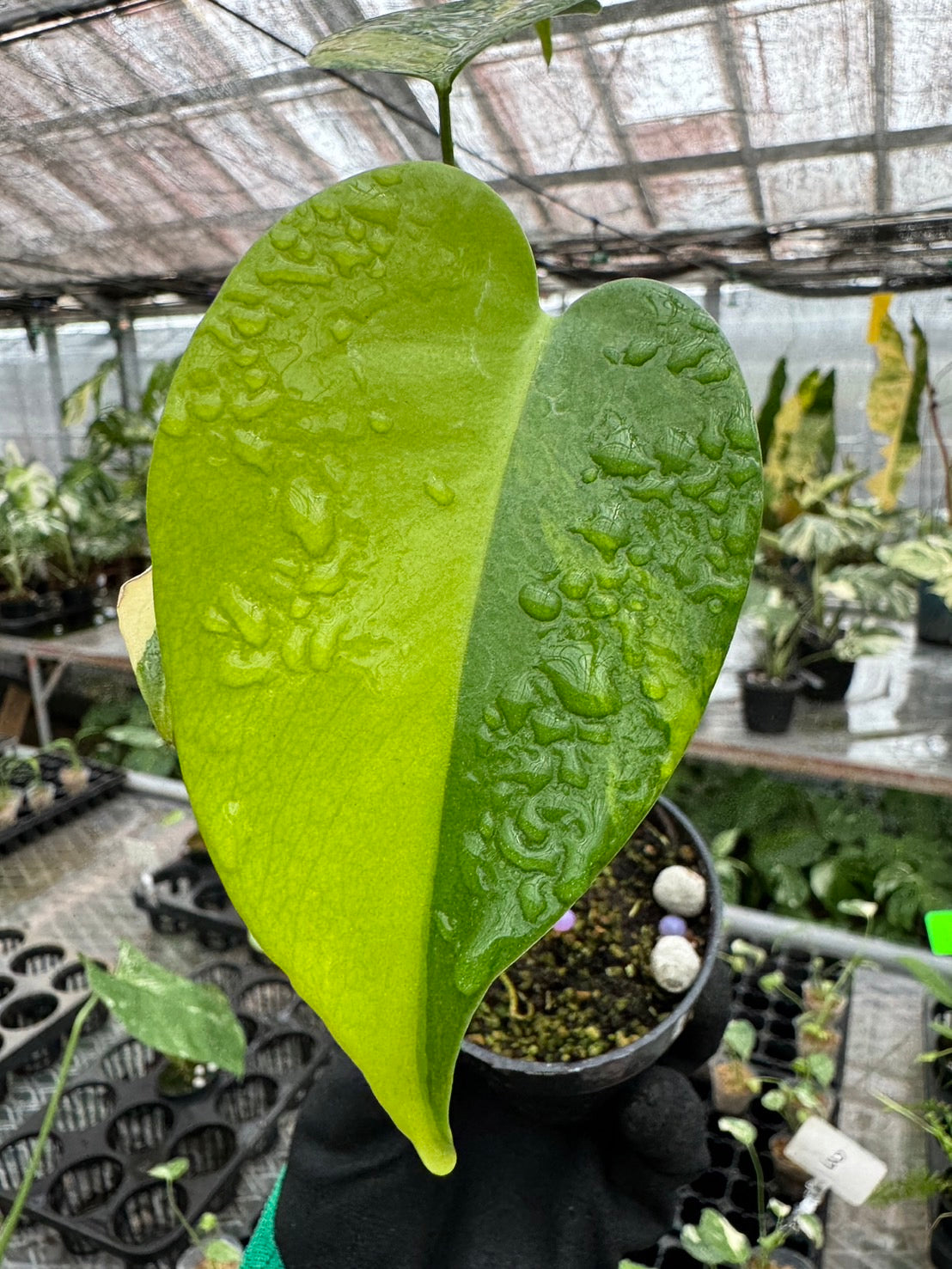 モンステラデリシオーサ イエローマリリン Monstera Deliciosa Yellow Marilyn 組織培養苗　順化済