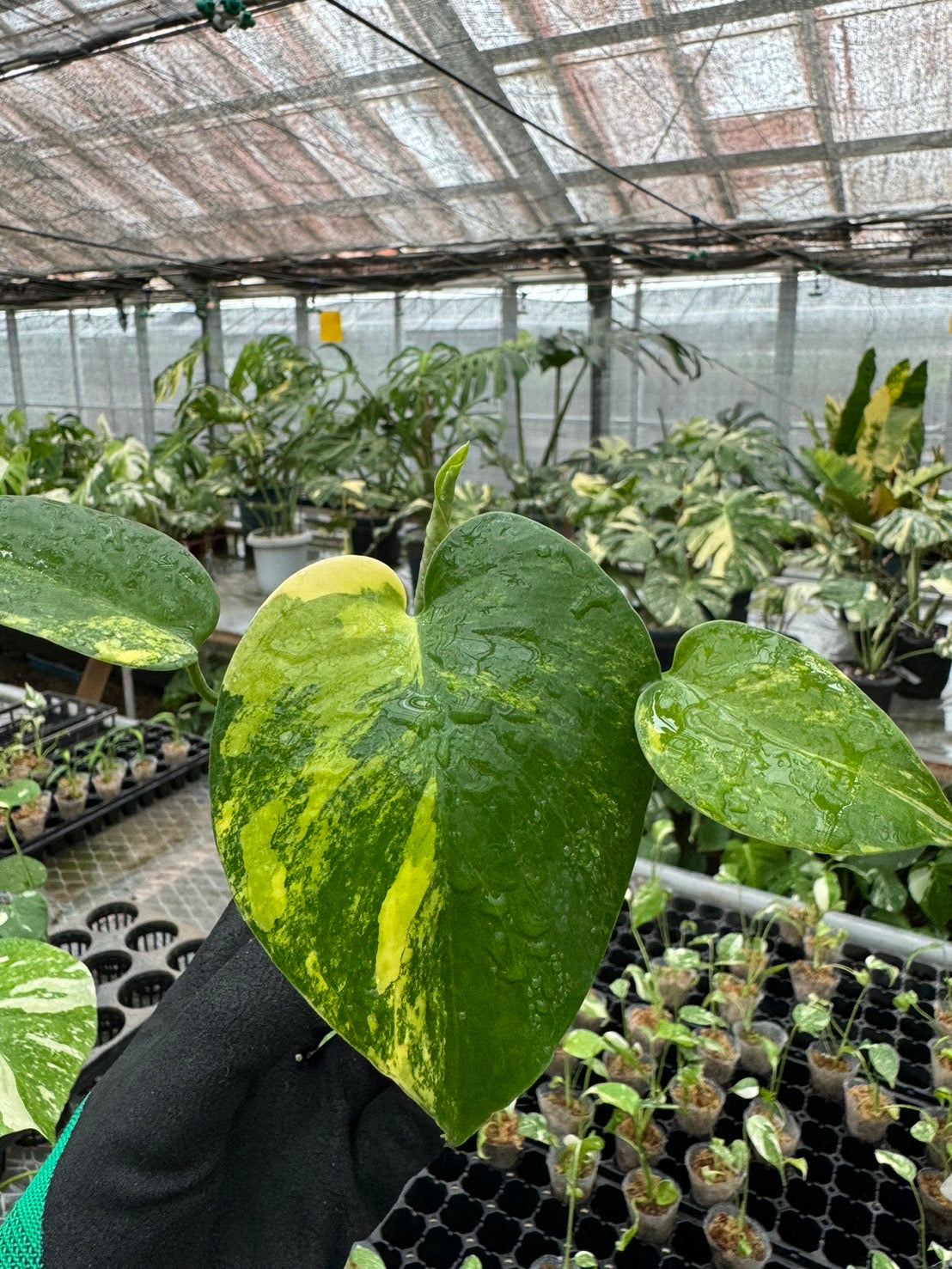 モンステラデリシオーサ イエローマリリン Monstera Deliciosa Yellow Marilyn 組織培養苗　順化済