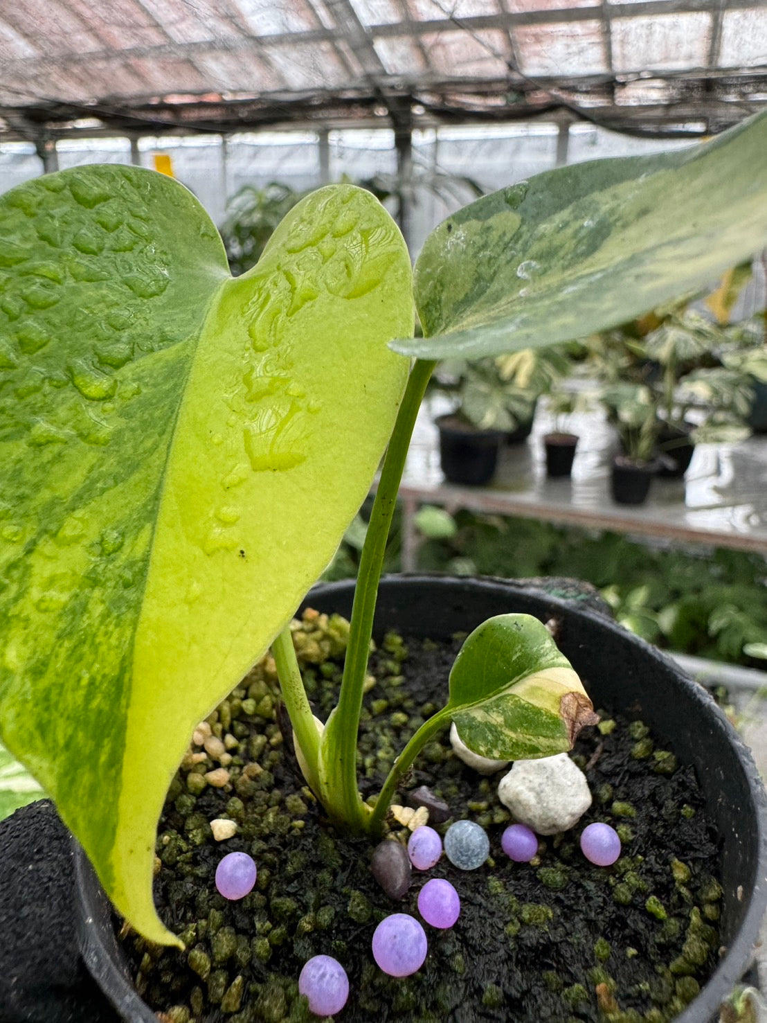 モンステラデリシオーサ イエローマリリン Monstera Deliciosa Yellow Marilyn 組織培養苗　順化済