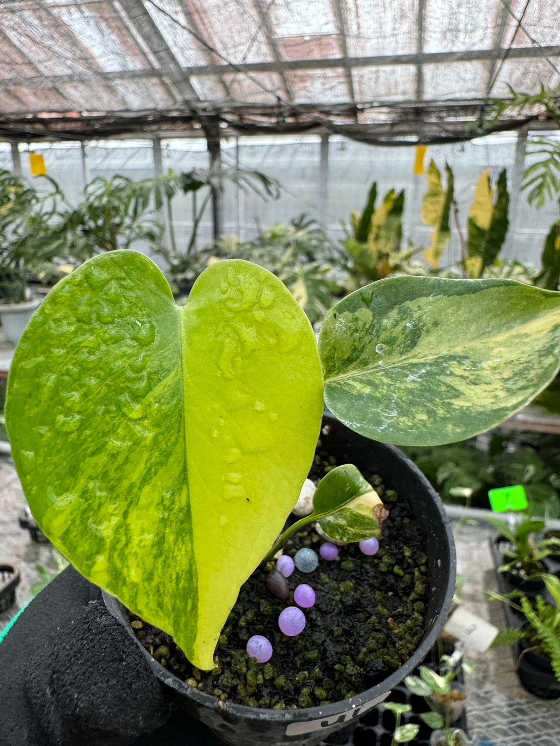 モンステラデリシオーサ イエローマリリン Monstera Deliciosa Yellow Marilyn 組織培養苗　順化済