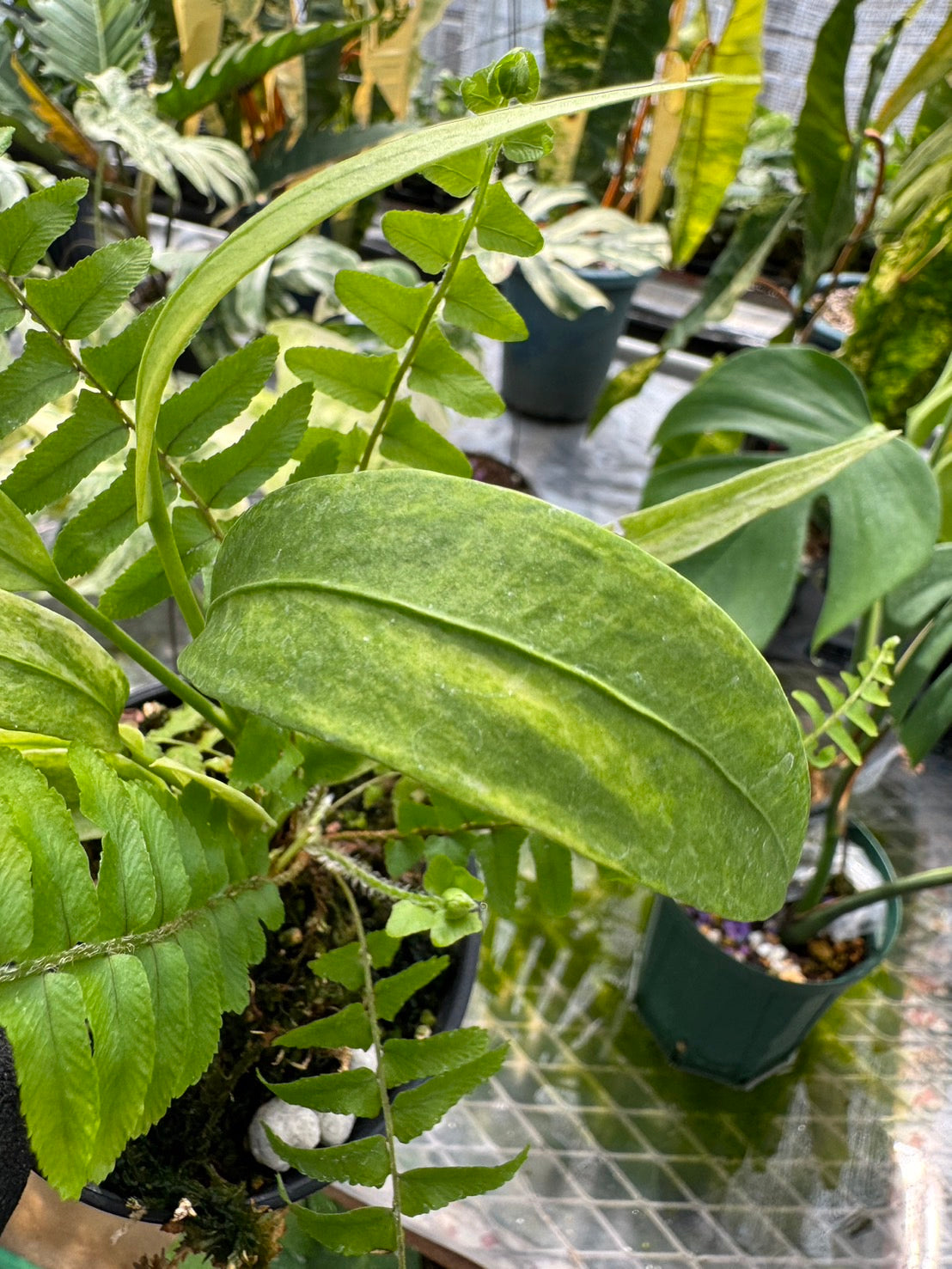 アンスリウム ビッタリフォリウム 斑入り Vittarifolium