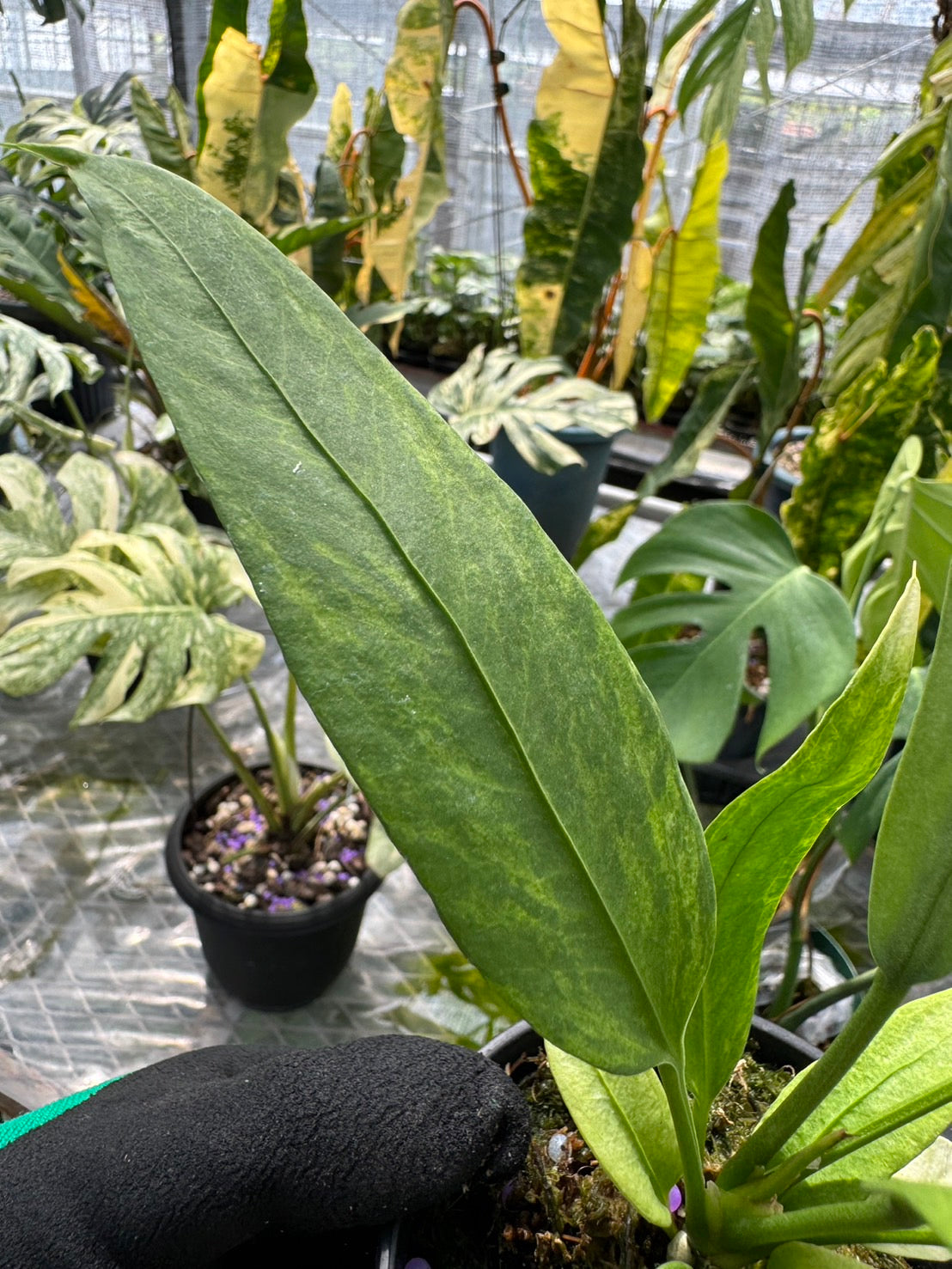 アンスリウム ビッタリフォリウム 斑入り Vittarifolium – JolieNursery