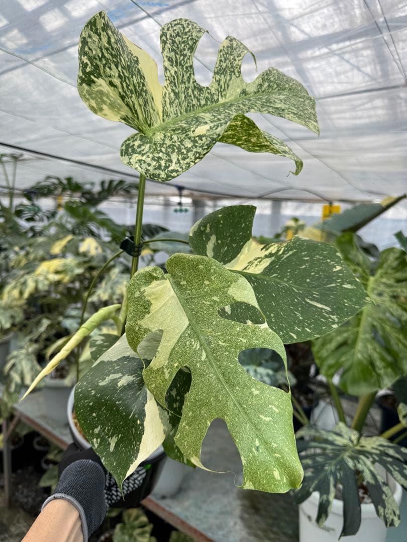 モンステラ タイコンステレーション スターライト – JolieNursery