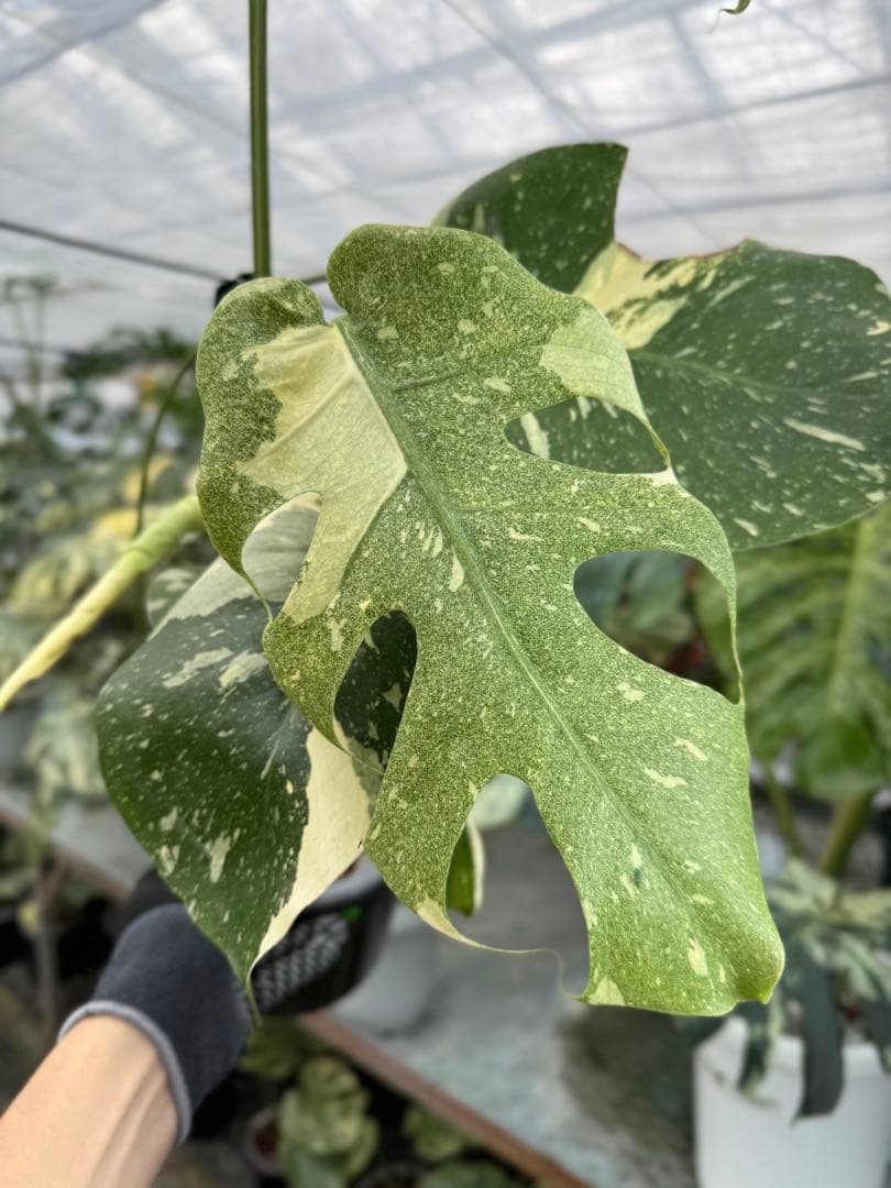 モンステラ タイコンステレーション スターライト – JolieNursery