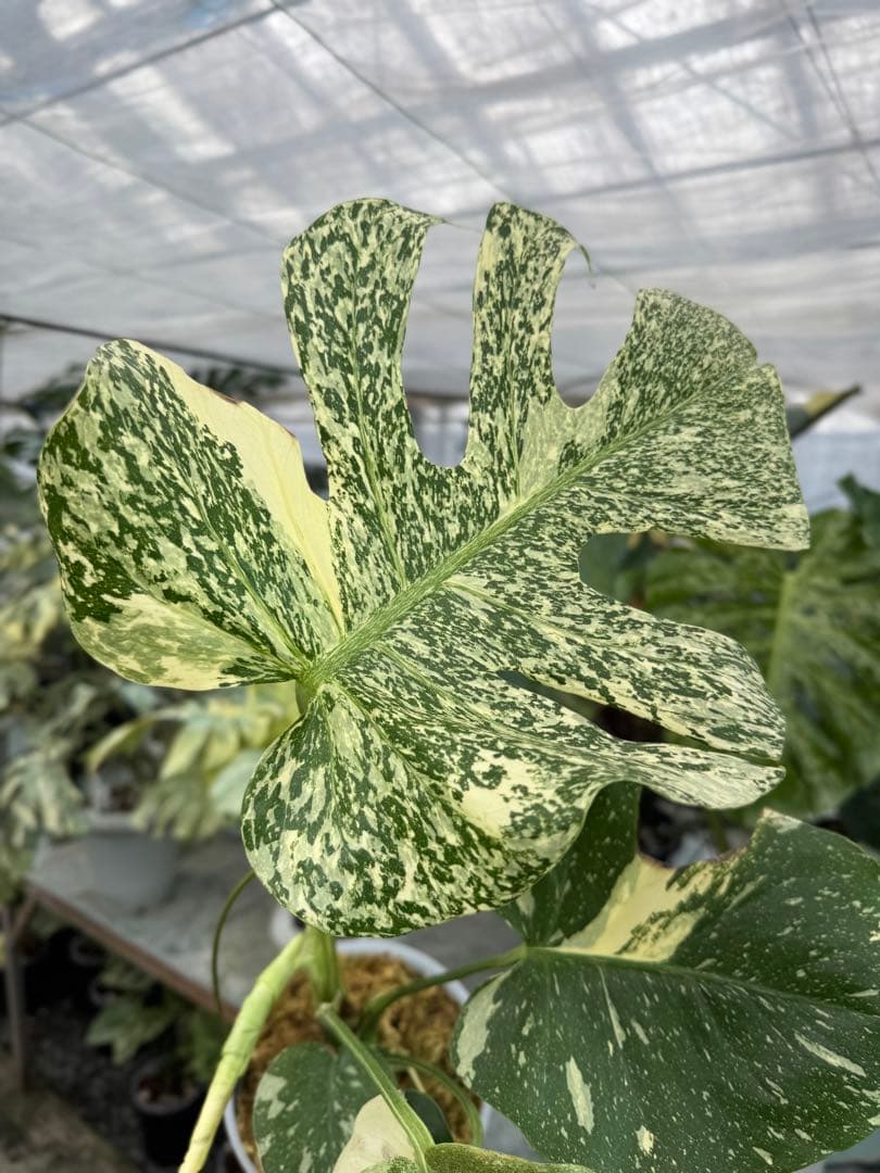 モンステラ タイコンステレーション スターライト – JolieNursery