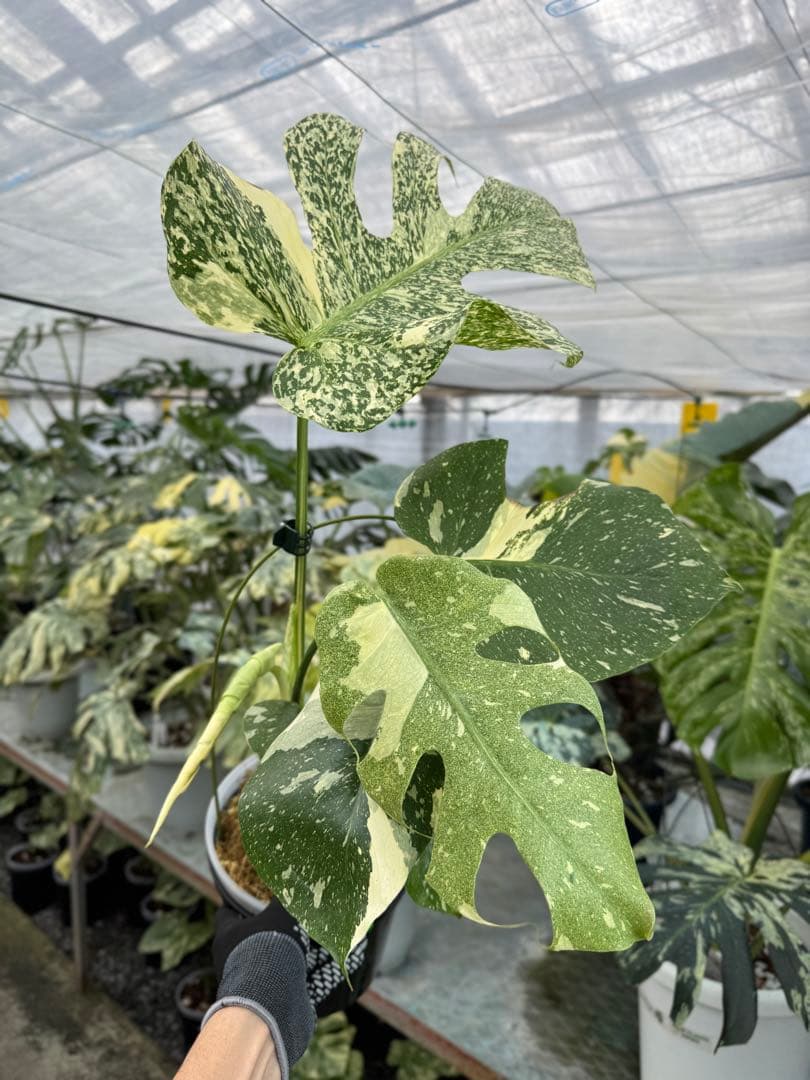 5モンステラ　タイコンステレーション　スターライト モンステラ タイコンステレーション スターライト – JolieNursery