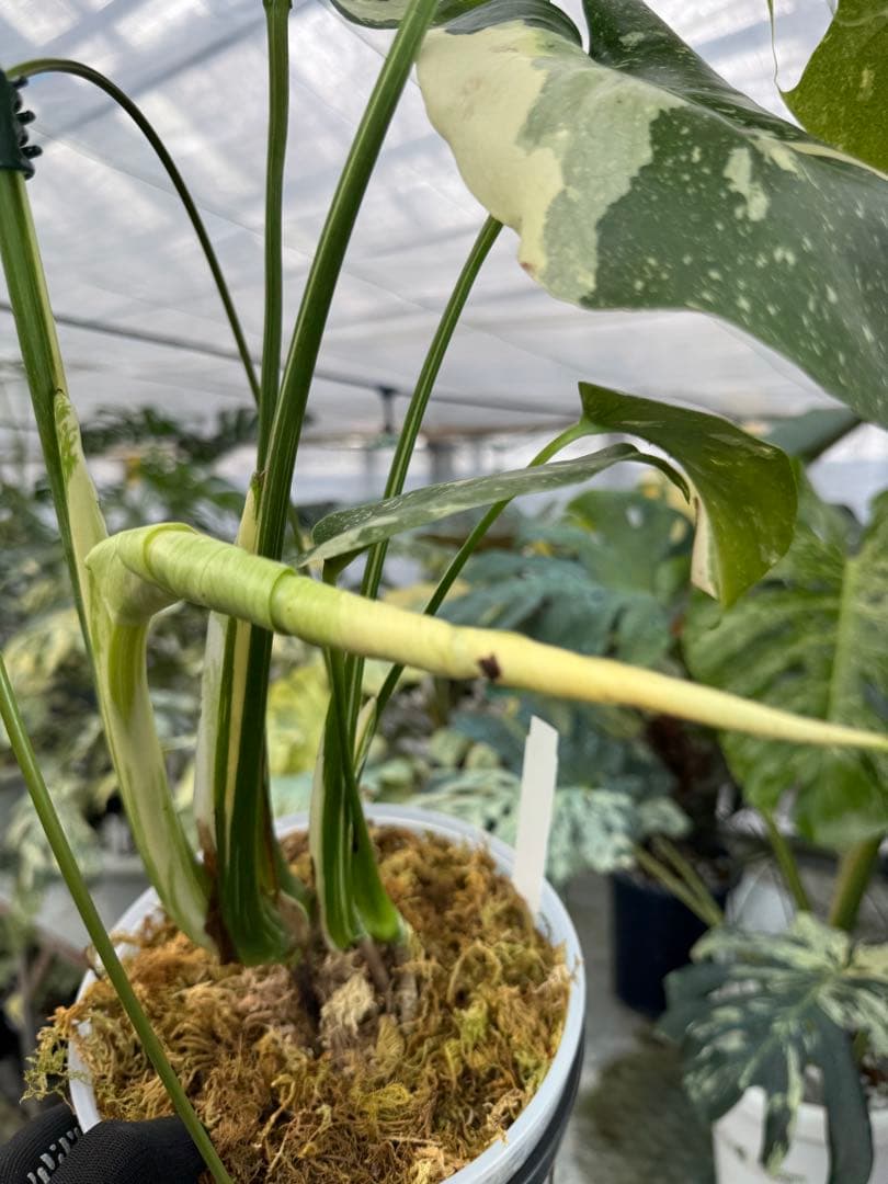 モンステラ タイコンステレーション スターライト – JolieNursery