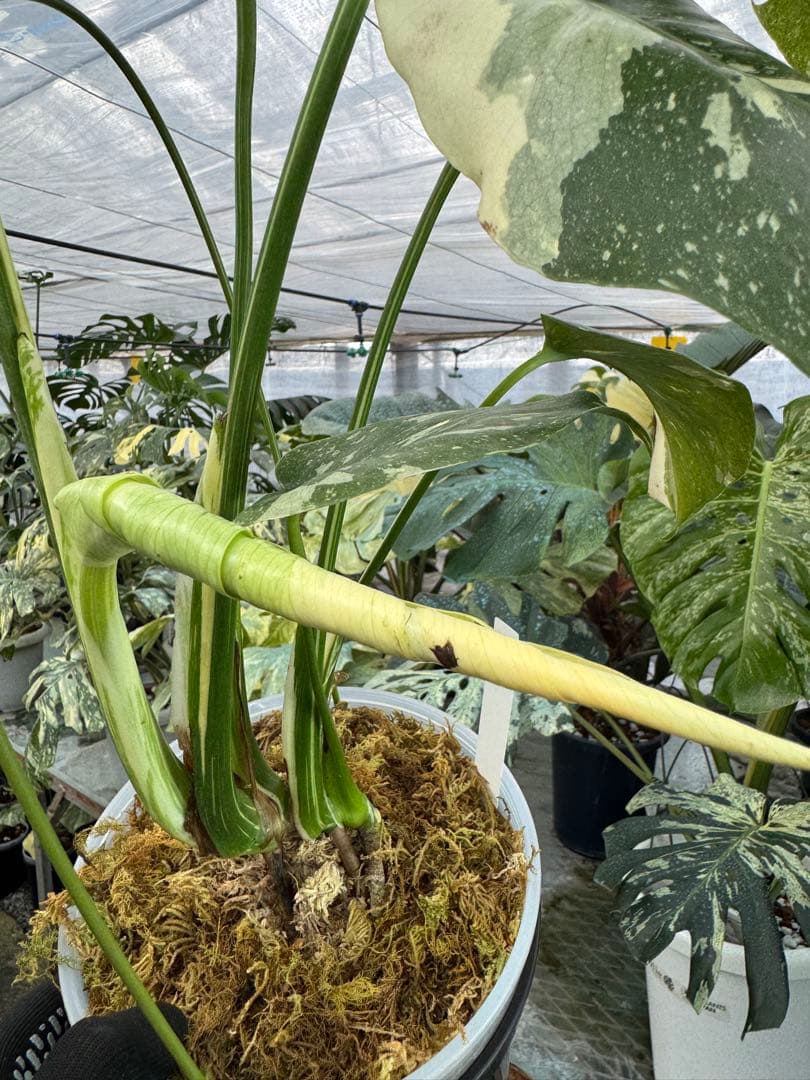 モンステラ タイコンステレーション スターライト – JolieNursery