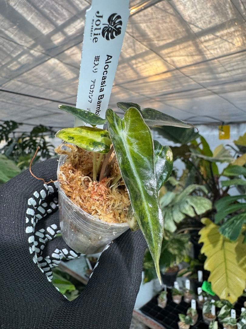 アロカシアの徹底解説：魅力、種類、希少性 – JolieNursery