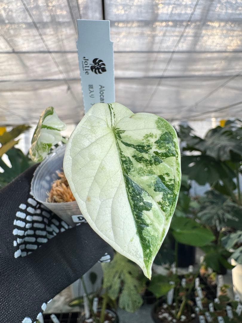 アロカシア – JolieNursery