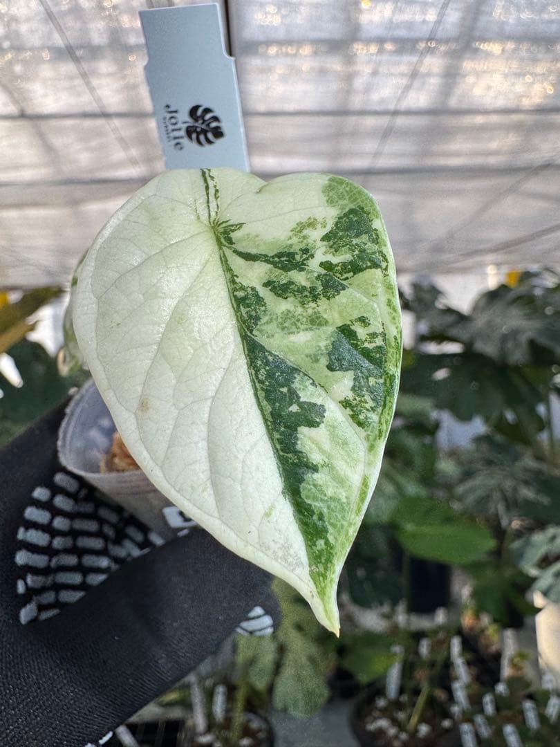 アロカシア ドラゴンスケール アルボ 2号 白斑入り【龍鱗のような葉に映える美しい斑】