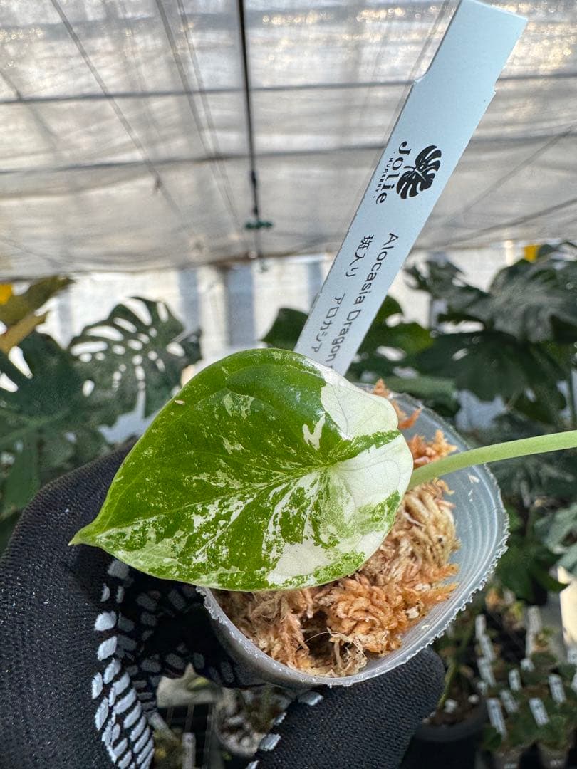 アロカシア ドラゴンスケール アルボ（白斑入り） 2寸ポリポット