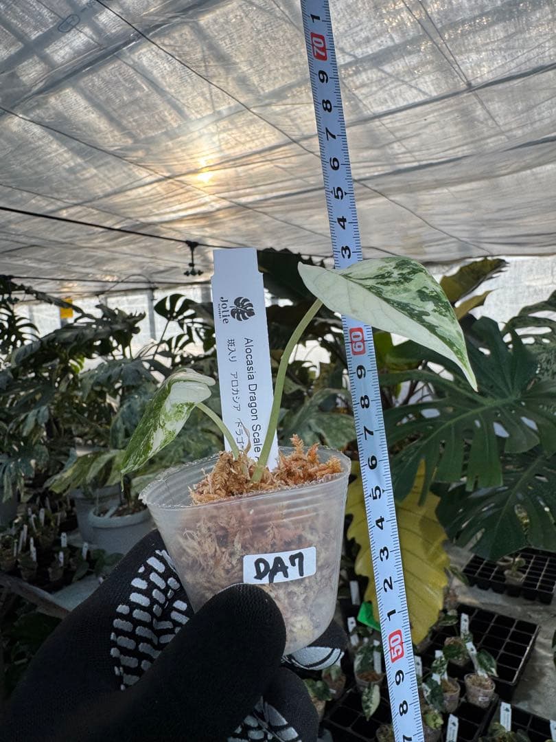 アロカシア ドラゴンスケール アルボ 2号 白斑入り【龍鱗のような葉に映える美しい斑】