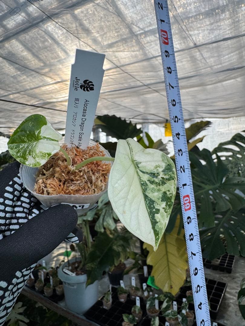 アロカシア ドラゴンスケール アルボ 2号 白斑入り【龍鱗のような葉に映える美しい斑】