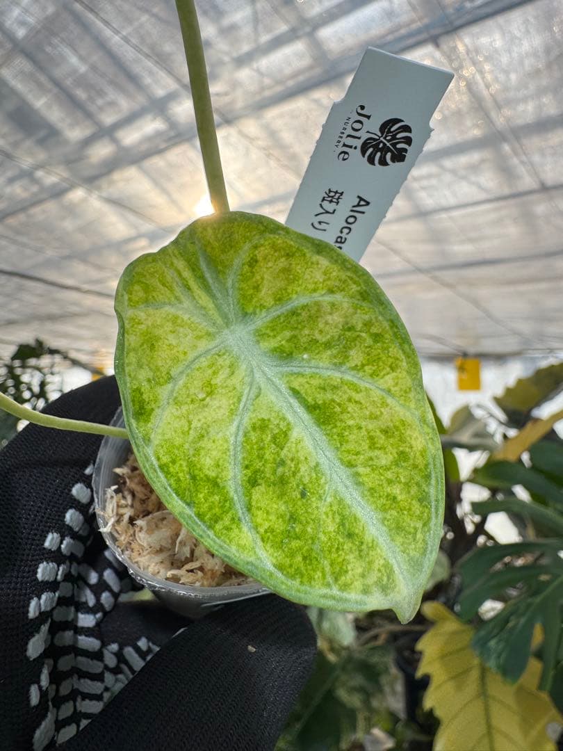 アロカシア ニンジャ 斑入り 2寸ポリポット