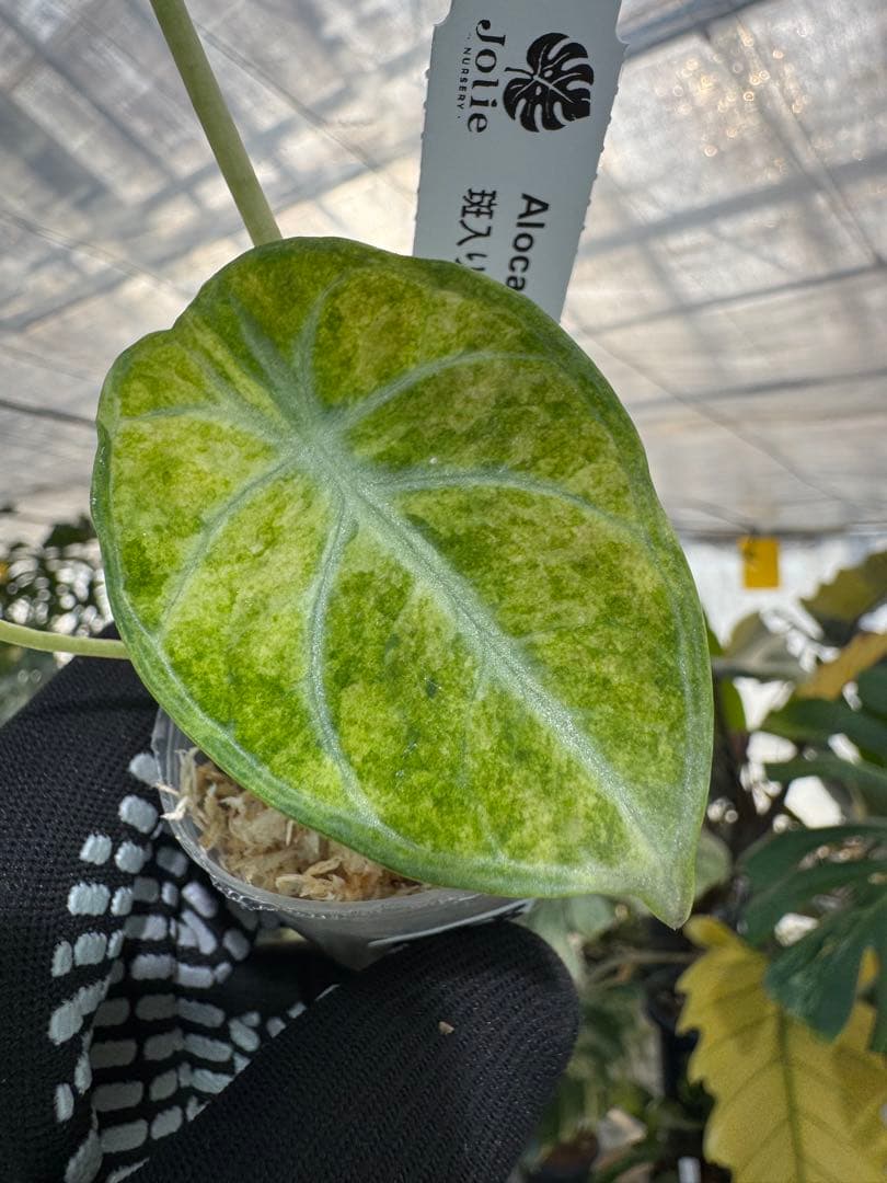 アロカシア ニンジャ 斑入り 2寸ポリポット