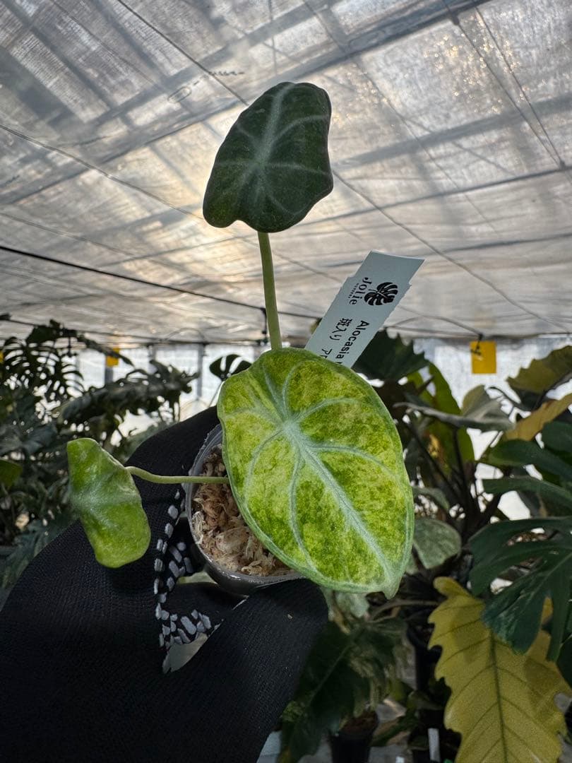 アロカシア ニンジャ 斑入り 2号【深緑の葉に映える美しい斑