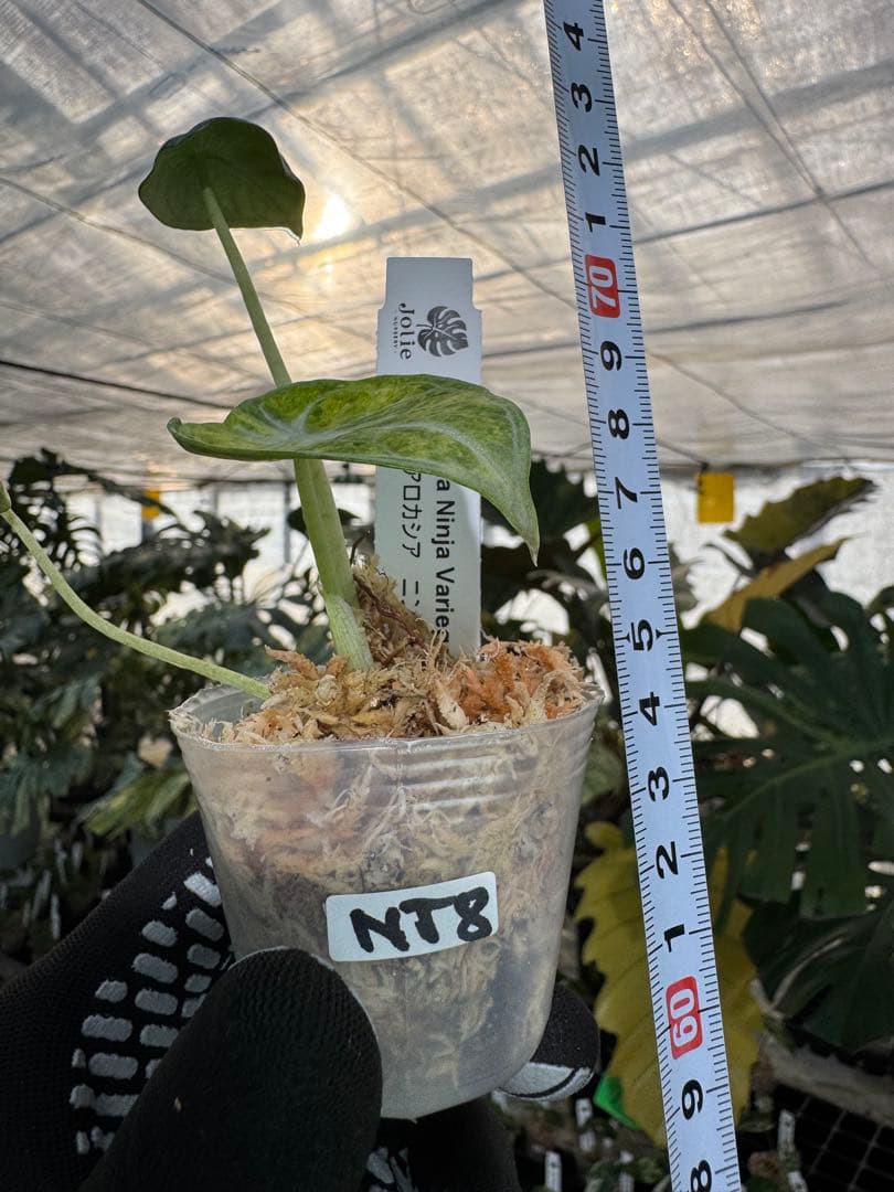 アロカシア ニンジャ 斑入り 2寸ポリポット