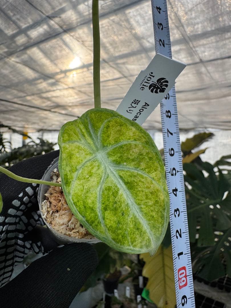 アロカシア ニンジャ 斑入り 2号【深緑の葉に映える美しい斑