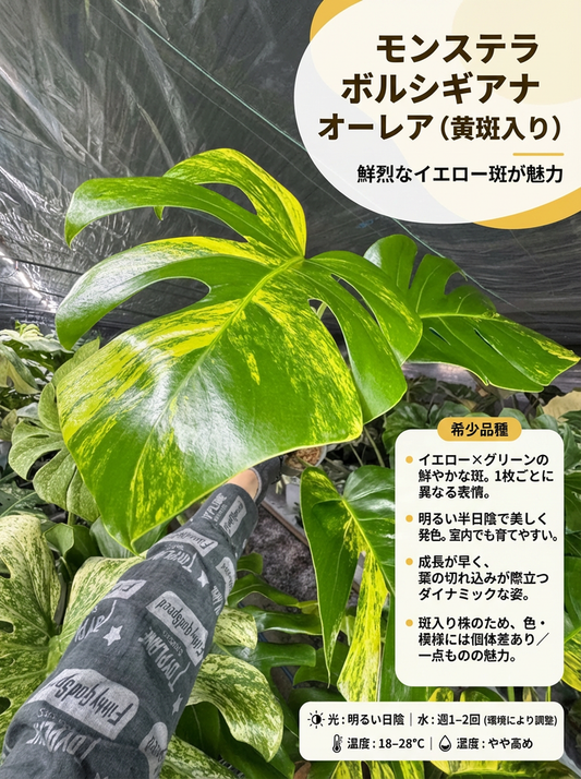 セール開催中 – JolieNursery