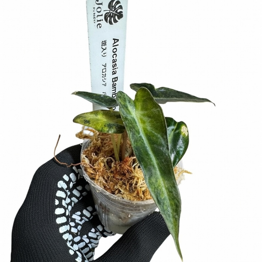 アロカシア バンビーノ オーレア 2号 （2寸ポリポット）【鮮やかな黄金斑が魅力】