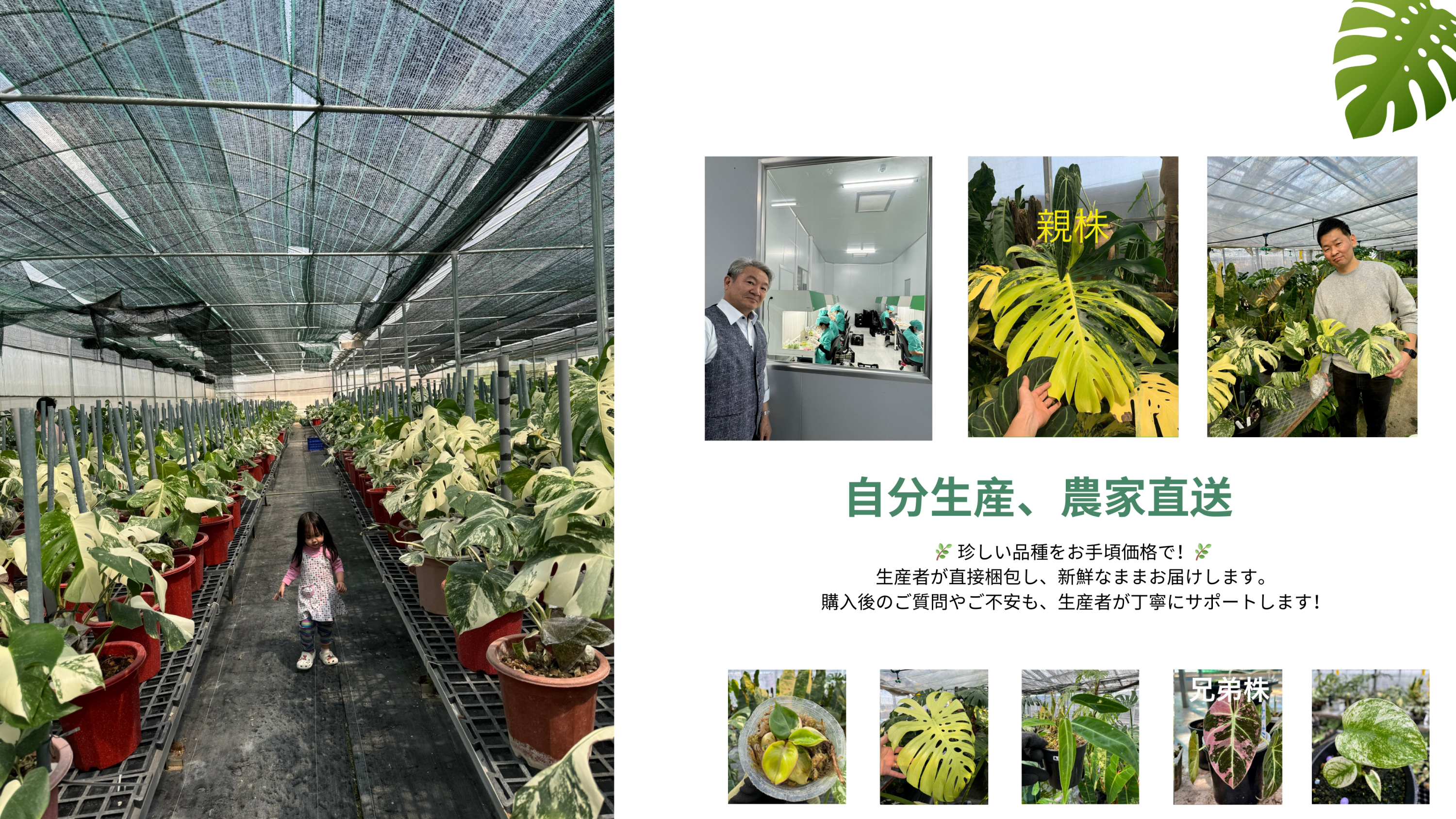 Jolie Nursery 即売会(スーパービバホーム茨木目垣店)