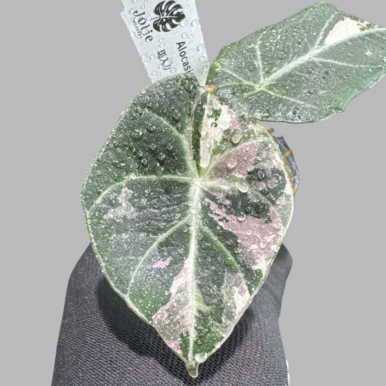 アロカシア ブラックベルベット ピンク 斑入り 2号（2寸ポリポット）【漆黒の葉に映える幻想的なピンク斑】