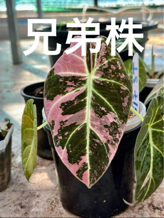 アロカシア ブラックベルベット ピンク斑入り 希少ベルベット葉 2寸ポリポット