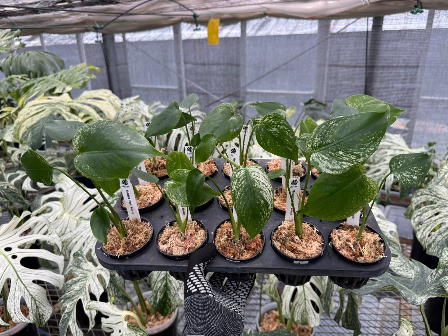 モンステラ デビルモンスター 極希少・珍奇植物