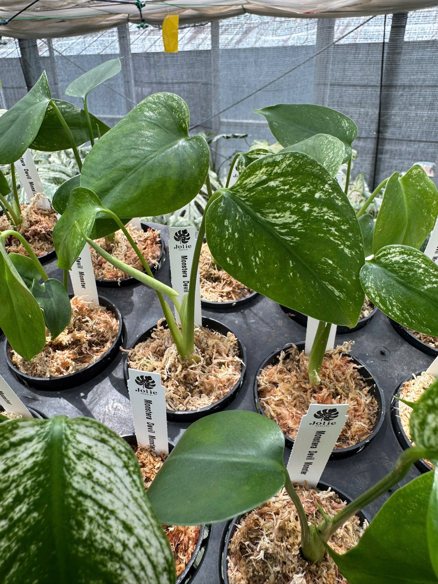 モンステラ デビルモンスター 極希少・珍奇植物