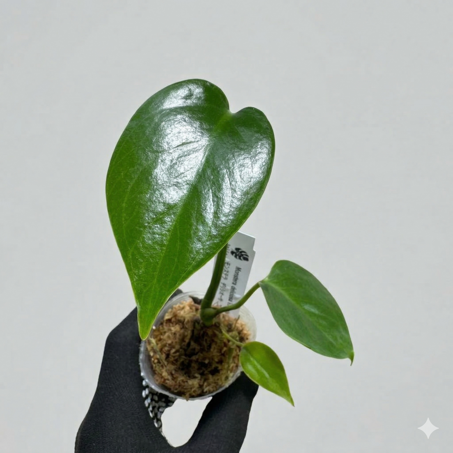 モンステラ デリシオーサ コンパクタ 2号（2寸ポリポット）【肉厚でコンパクトな葉姿が魅力】