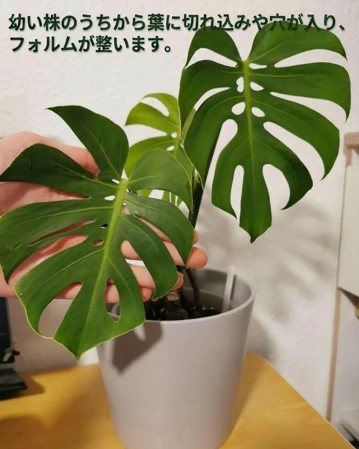 モンステラ デリシオーサ コンパクタ 2号(2寸ポリポット)【肉厚で モンステラ デリシオーサ コンパクタ 2号(2寸ポリポット)【肉厚で