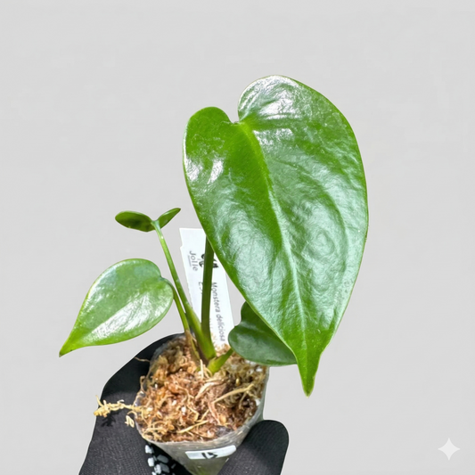 モンステラ デリシオーサ コンパクタ 2号（2寸ポリポット）【肉厚でコンパクトな葉姿が魅力】