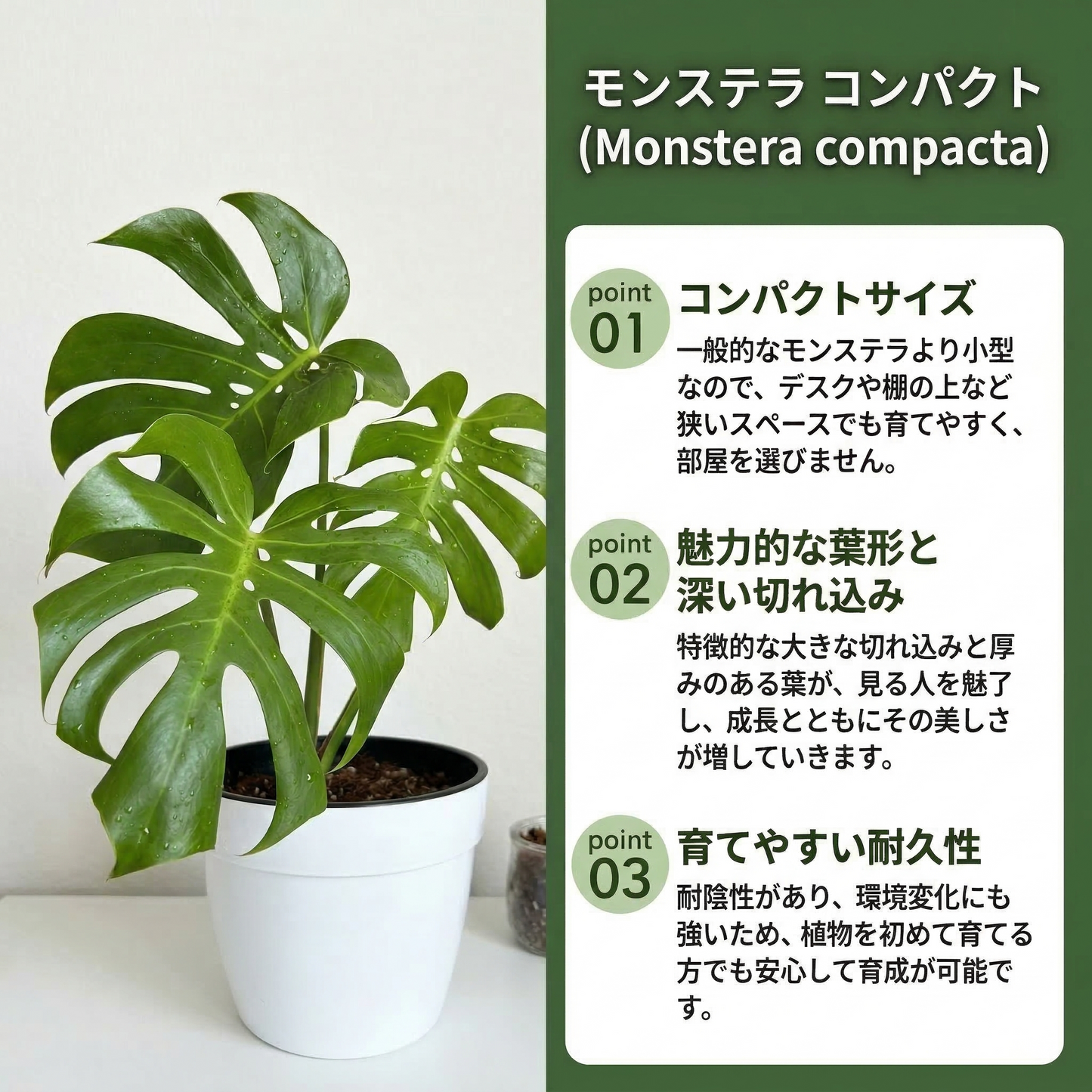 モンステラ デリシオーサ コンパクタ 2号（2寸ポリポット）【肉厚でコンパクトな葉姿が魅力】