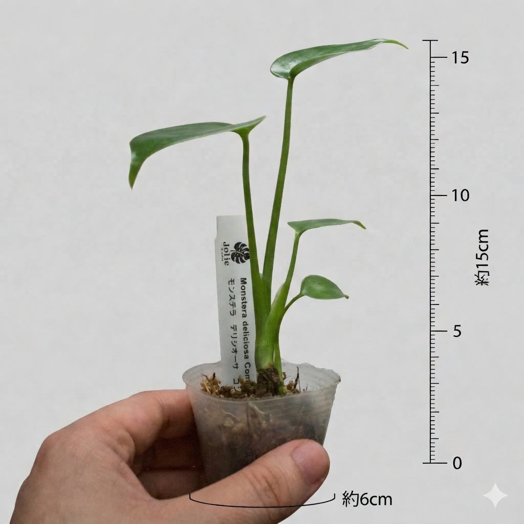 モンステラ デリシオーサ コンパクタ 2号（2寸ポリポット）【肉厚でコンパクトな葉姿が魅力】