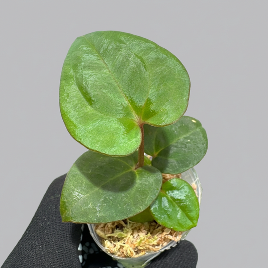 アンスリウム ダークフェニックス 2号（2寸ポリポット）【漆黒に輝く幻想的な葉姿】