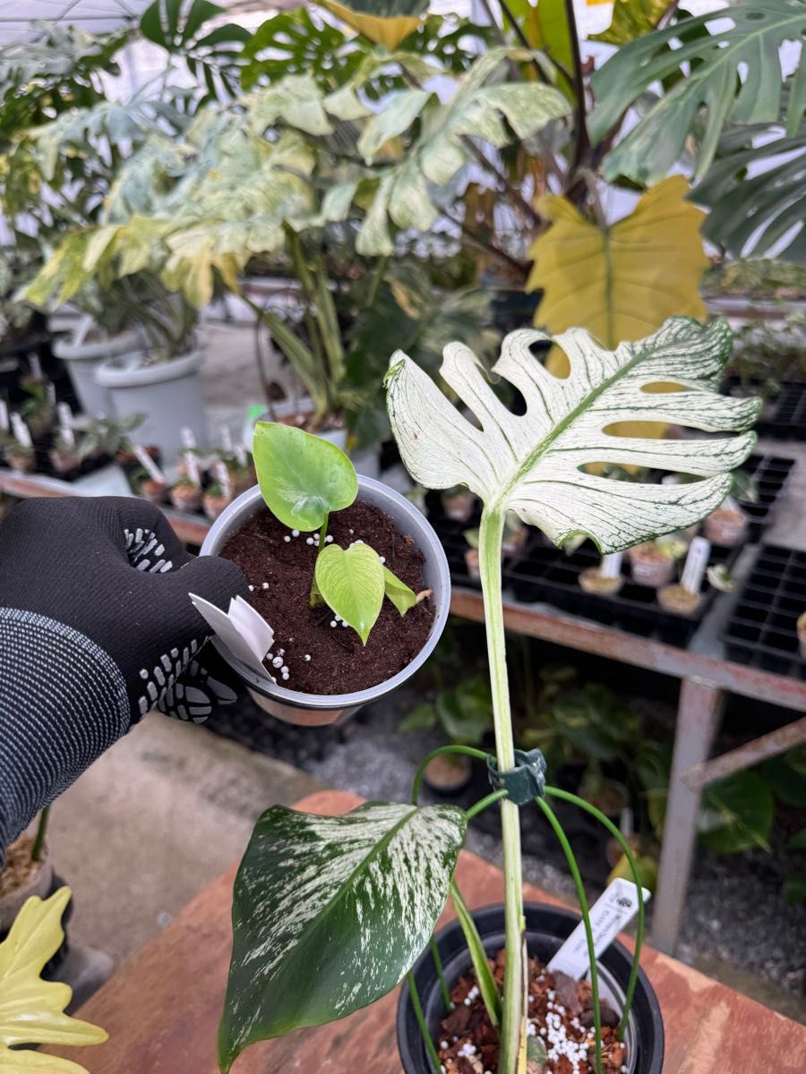 モンステラ デビルモンスター 2寸ポリポット 極希少・珍奇植物