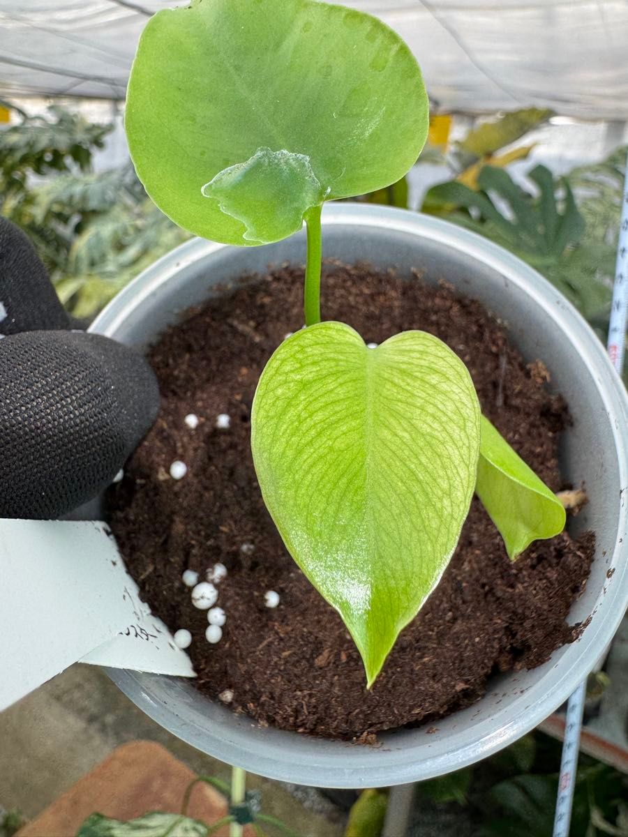 モンステラ デビルモンスター 2寸ポリポット 極希少・珍奇植物