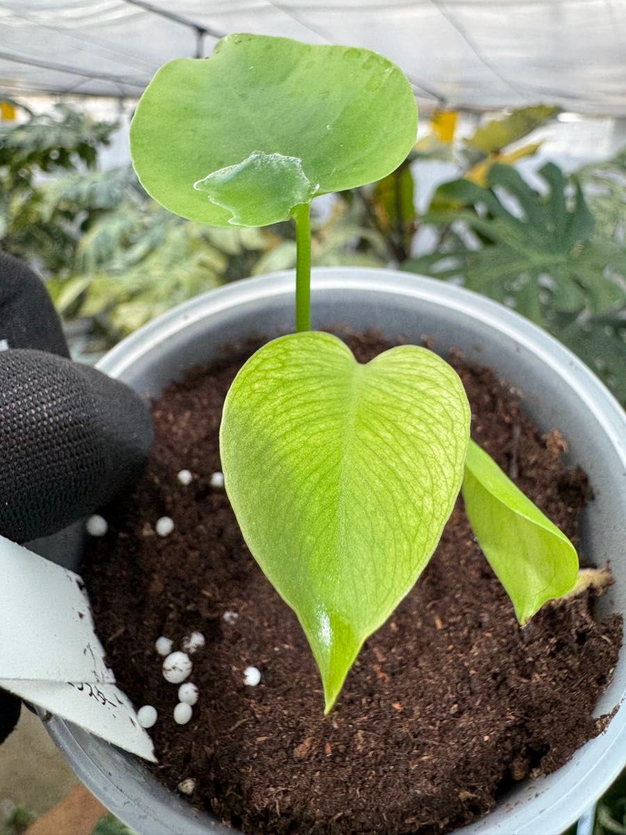 モンステラ デビルモンスター 2寸ポリポット 極希少・珍奇植物